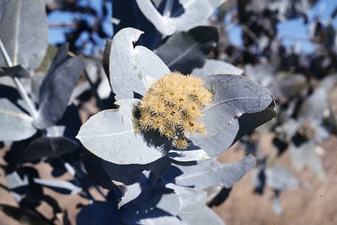 10 SILVER BOX EUCALYPTUS Pruinosa Silvery Blue-Green Foliage Apple Box Smoke Tree White Yellow Flower Seeds